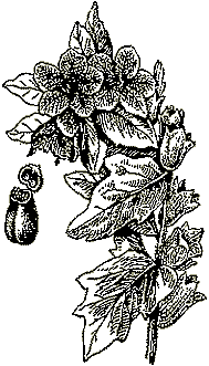 Белена черная