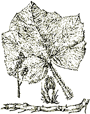 Заманиха