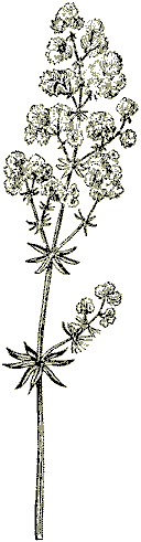 Подмаренник настоящий