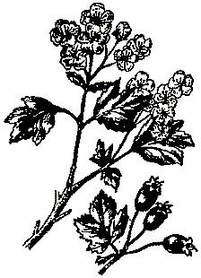 Боярышник колючий