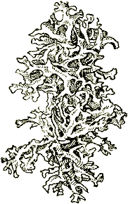 Лишайник пармелия