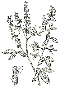Донник лекарственный