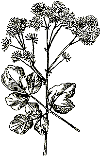 Василистник