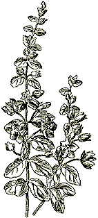 Вербейник монетчатый